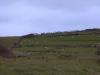 More Sheep_thumb.jpg 1.6K
